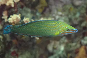 Lembeh Prints: Richmonds Wrasse (Halichoeres richmondi) adult male