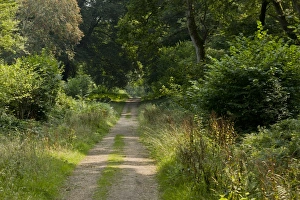 Track Prints: Ride or track in enclosed (fenced) woodland