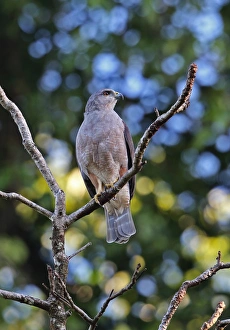 Editor's Picks: Ridgways Hawk (Buteo ridgwayi) adult male
