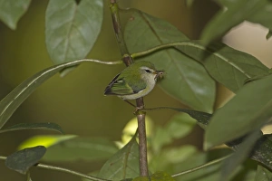 Song Bird Prints: Rifleman (Acanthisitta chloris) adult male
