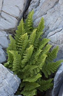 Fern Prints: Rigid Buckler Fern (Dryopteris submontana) fronds