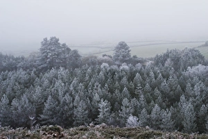 Frosted Prints: Rime frost, covering conifer trees in forest, Dorset, England, december