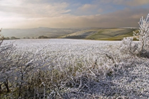 Frosted Prints: Rime frost, covering rural landscape, Dorset, England, december