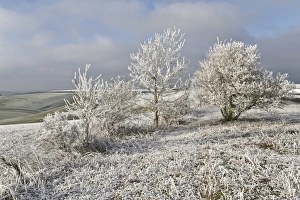 Frosted Prints: Rime frost, on trees in rural landscape, Dorset, England, december
