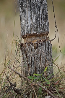 Ring Prints: Ring-barking tree to clear forest for agriculture, Prey Veng, Cambodia, January
