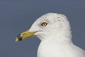 Ring-billed Gull (Larus delawarensis) adult, winter plumage, close-up of head, Fort de Soto, Florida, U. S. A