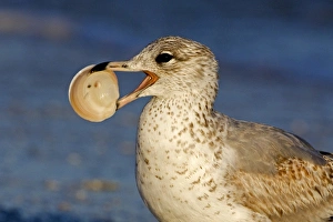 Animals USA Prints: Ring-billed Gull (Larus delawarensis) juvenile