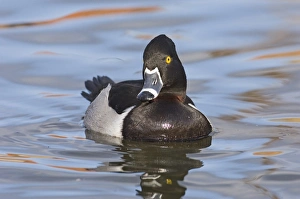 Ring Necked Prints: Ring-necked Duck (Aythya collaris) adult male, swimming, New Mexico, U. S. A. winter