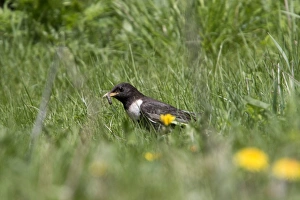 Ring Prints: Ring Ouzel collecting food - Bulgaria