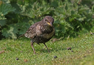 Thrush Prints: Ring Ouzel (Turdus torquatus) adult female, feeding on short turf, Norfolk, England, april