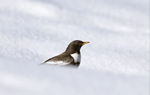 Thrush Prints: Ring Ouzel (Turdus torquatus) adult male