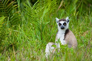 Ring-tailed Lemur (Lemur catta) adult, sitting on ground, Madagascar, September