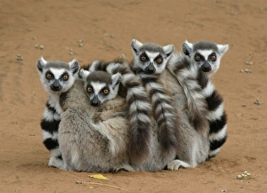 Cute Prints: Ring-tailed Lemur (Lemur catta) four adults