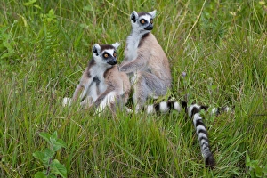 Primates Prints: Ring-tailed Lemur (Lemur catta) two adults, sitting on ground, Madagascar, September