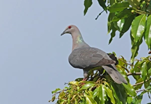 Ring-tailed Pigeon (Patagioenas caribaea) adult, perched on fruiting tree, Port Antonio, Jamaica, april