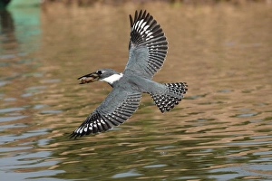 Kingfishers Prints: Ringed Kingfisher (Megaceryle torquata) adult
