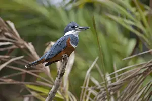 Ringed Kingfisher (Megaceryle torquata) adult female, perched on branch, Pantanal, Mato Grosso, Brazil