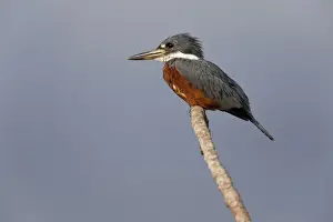 Kingfishers Prints: Ringed Kingfisher (Megaceryle torquata) adult male