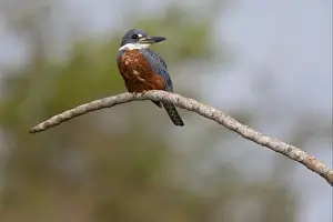 Ringed Kingfisher (Megaceryle torquata) adult male, perched on branch, Pantanal, Mato Grosso, Brazil