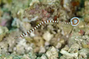Komodo Prints: Ringed Pipefish (Dunckerocampus dactyliophorus) adult, swimming, Rinca Island, Komodo N. P