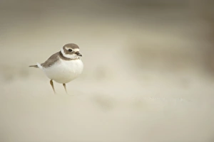 Plovers Prints: Ringed Plover (Charadrius hiaticula) adult