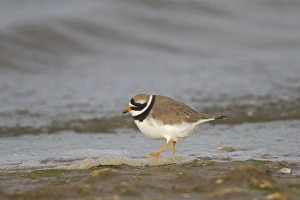 Ringed Plover (Charadrius hiaticula) adult, foraging on shoreline, Norfolk, England, december