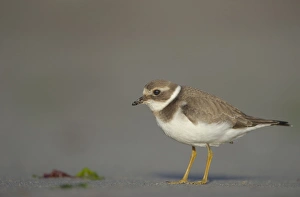 Ringed Plover (Charadrius hiaticula) adult, winter plumage, standing on beach in evening, Shetland Islands, Scotland, september