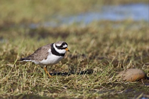 Ringed Plover (Charadrius hiaticula) adult, summer plumage, standing, Spitzbergen, Svalbard, july