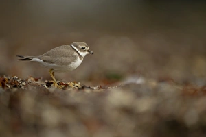 Ringed Plover (Charadrius hiaticula) adult, winter plumage, standing amongst seaweed on beach, Shetland Islands, Scotland, september