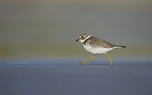 Ringed Plover (Charadrius hiaticula) adult, winter plumage, running along beach in evening, Shetland Islands, Scotland, september