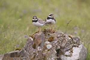 Plovers Prints: Ringed Plover (Charadrius hiaticula) adult pair