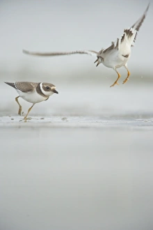 Aggression Prints: Ringed Plover (Charadrius hiaticula) two adults