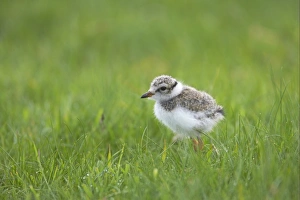Plovers Prints: Ringed Plover (Charadrius hiaticula) chick
