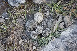 Plovers Prints: Ringed Plover (Charadrius hiaticula) three newly hatched chicks