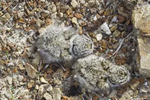 Ringed Plover (Charadrius hiaticula) two newly hatched chicks, Shetland Islands, Scotland, June