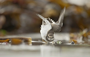 Defence Prints: Ringed Plover (Charadrius hiaticula) subadult