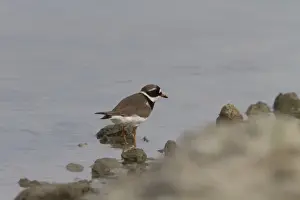 Pplover Prints: Ringed Plover from the race tundrae from northern Scandinavia and Russia