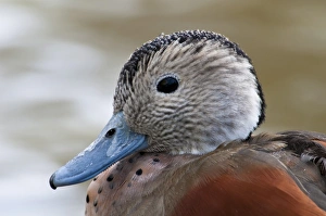 Ringed Teal (Callonetta leucophrys) adult male, breeding plumage, close-up of head, in city parkland, Hyde Park