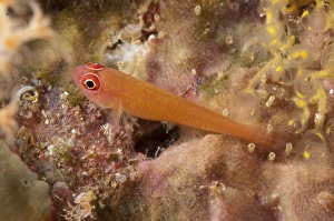 West Papua Prints: Ringeye Dwarfgoby (Trimma benjamini) adult