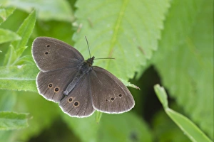 Butter Fly Prints: Ringlet (Aphantopus hyperantus) adult, resting on leaf, Leicestershire, England, july
