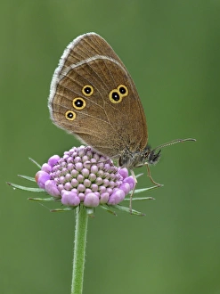 Ringlet (Aphantopus hyperantus) adult male, resting on Field Scabious (Knautia arvensis) flowerhead in meadow