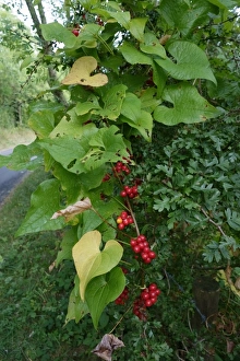 Ripe Prints: Ripe red fruit of black bryony