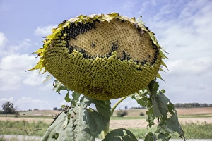 Centre Prints: Over ripe sun flower losing its seeds
