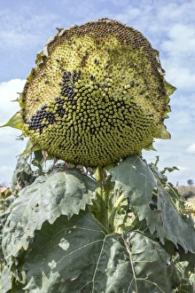 Over ripe sun flower losing its seeds