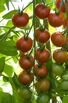 Sweet Prints: Ripening truss of greenhouse grown gardeners Delight Cherry tomatoes
