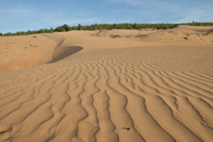 : Ripples on coastal sand dunes, Phan Thiet, Binh Thuan Province, Vietnam, December