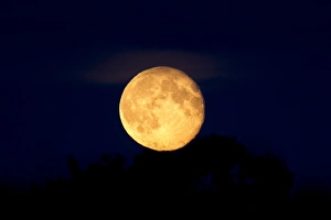 Moon Prints: A rising full red moon, 2nd September 2012