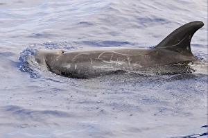 Laccadive Sea Prints: Rissos Dolphin (Grampus griseus) adult