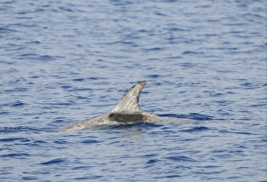 Rissos Dolphin (Grampus griseus) adult, dorsal fin and back of heavily scarred individual, surfacing from water