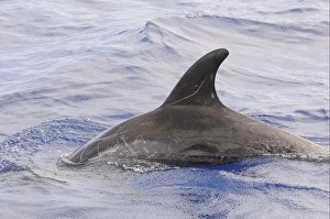 Rissos Dolphin (Grampus griseus) adult, dorsal fin and back of scarred individual, surfacing from water, Maldives